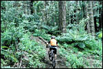 PLANET BIKE - Whakarewarewa Forest, Rotorua